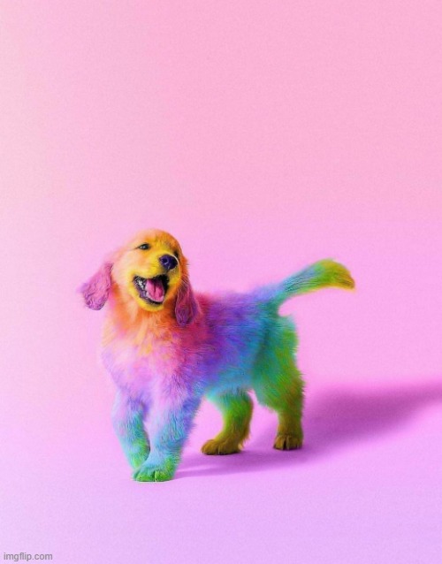 colorful dog | image tagged in dogs | made w/ Imgflip meme maker