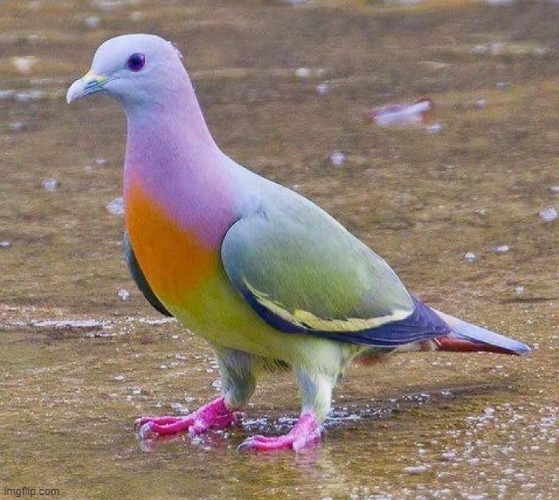 image tagged in awesome | made w/ Imgflip meme maker