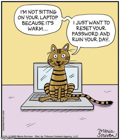 image tagged in memes,comics,cats,password,ruin,day | made w/ Imgflip meme maker