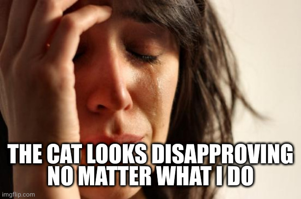 First World Problems Meme | THE CAT LOOKS DISAPPROVING NO MATTER WHAT I DO | image tagged in memes,first world problems | made w/ Imgflip meme maker