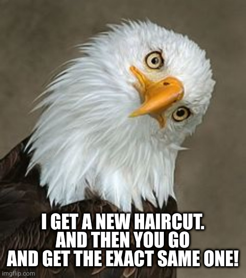 bald eagle tilt | I GET A NEW HAIRCUT.
AND THEN YOU GO AND GET THE EXACT SAME ONE! | image tagged in bald eagle tilt | made w/ Imgflip meme maker