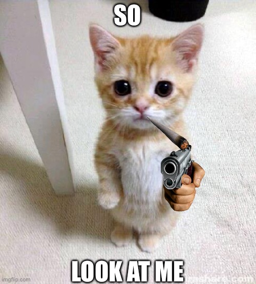 Cute Cat Meme | SO; LOOK AT ME | image tagged in memes,cute cat | made w/ Imgflip meme maker