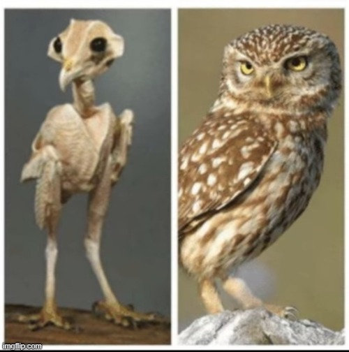 fatherless owl | image tagged in cursed image | made w/ Imgflip meme maker