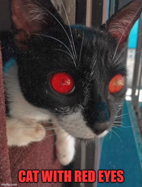CAT WITH RED EYES | image tagged in cats | made w/ Imgflip meme maker