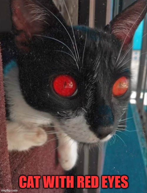 Image Tagged In Cats Imgflip