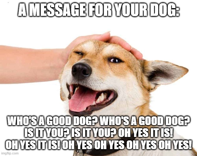 Petting a Dog | A MESSAGE FOR YOUR DOG: WHO'S A GOOD DOG? WHO'S A GOOD DOG? IS IT YOU? IS IT YOU? OH YES IT IS! OH YES IT IS! OH YES OH YES OH YES OH YES! | image tagged in petting a dog | made w/ Imgflip meme maker