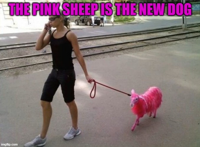 new dog | THE PINK SHEEP IS THE NEW DOG | image tagged in memes | made w/ Imgflip meme maker