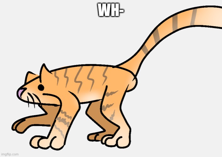 Kitty ket | WH- | image tagged in kitty ket | made w/ Imgflip meme maker