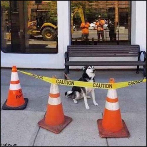 What Did He Do To Deserve This ? | image tagged in dogs,husky,caution,traffic cone | made w/ Imgflip meme maker