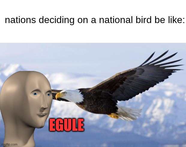 nations deciding on a national bird be like:; EGULE | image tagged in blank white template,eagle | made w/ Imgflip meme maker