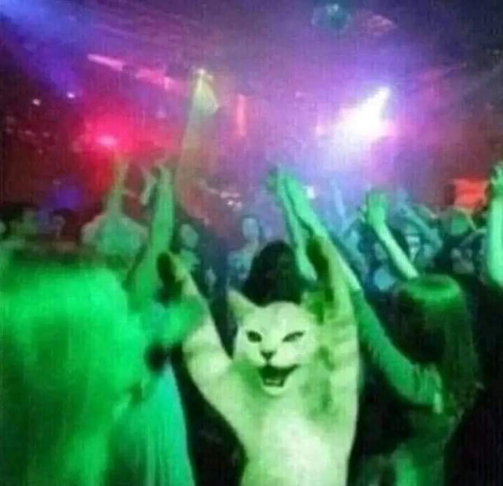 Dancing Cat Blank Meme Template