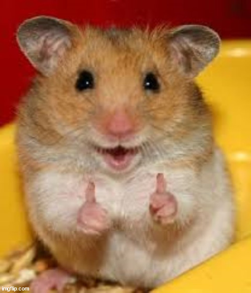 Thumbs up hamster  | image tagged in thumbs up hamster | made w/ Imgflip meme maker