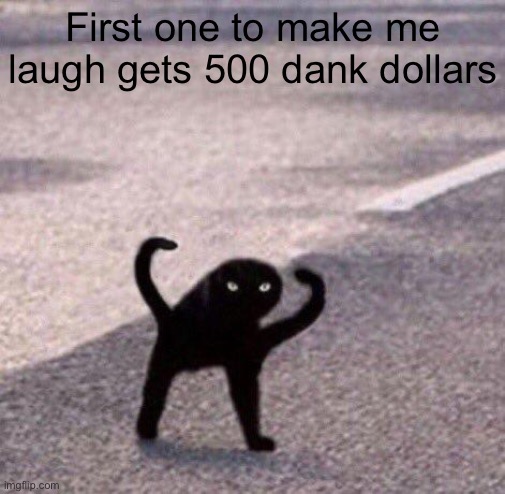 Cursed cat temp | First one to make me laugh gets 500 dank dollars | image tagged in cursed cat temp | made w/ Imgflip meme maker