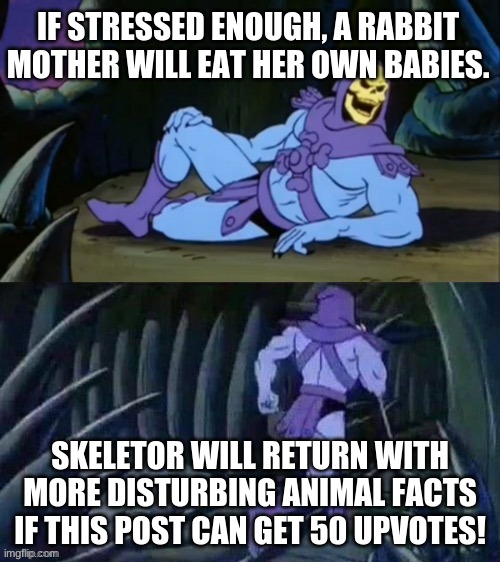 Skeletor disturbing facts | IF STRESSED ENOUGH, A RABBIT MOTHER WILL EAT HER OWN BABIES. SKELETOR WILL RETURN WITH MORE DISTURBING ANIMAL FACTS IF THIS POST CAN GET 50 UPVOTES! | image tagged in skeletor disturbing facts,animals | made w/ Imgflip meme maker