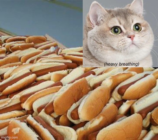 Too many hot dogs | image tagged in too many hot dogs,cats,hot dog | made w/ Imgflip meme maker