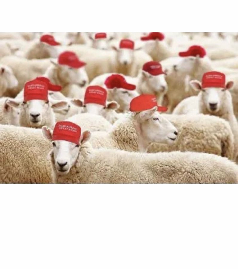 High Quality Maga Sheep Blank Meme Template