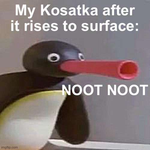 NOOT NOOT | My Kosatka after it rises to surface:; NOOT NOOT | image tagged in noot noot | made w/ Imgflip meme maker