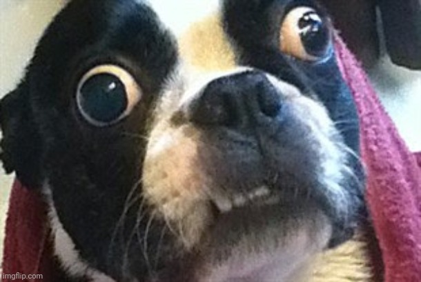 Eyes Wide Open Terrier | image tagged in eyes wide open terrier | made w/ Imgflip meme maker