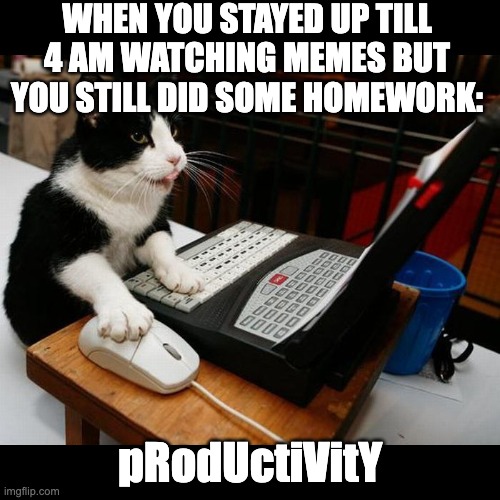 productivity | WHEN YOU STAYED UP TILL 4 AM WATCHING MEMES BUT YOU STILL DID SOME HOMEWORK:; pRodUctiVitY | image tagged in cat using laptop computer,productivity | made w/ Imgflip meme maker