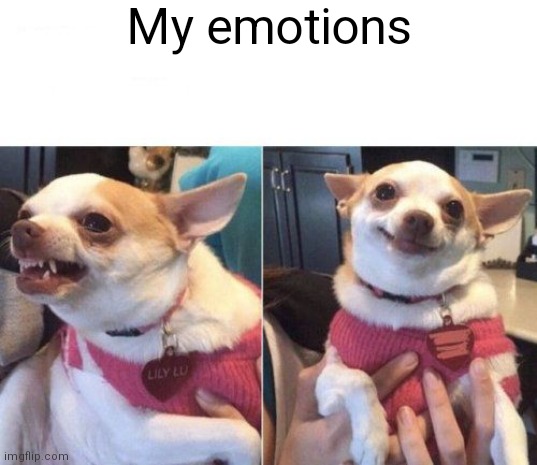 Why tho | My emotions | image tagged in angry chihuahua happy chihuahua | made w/ Imgflip meme maker