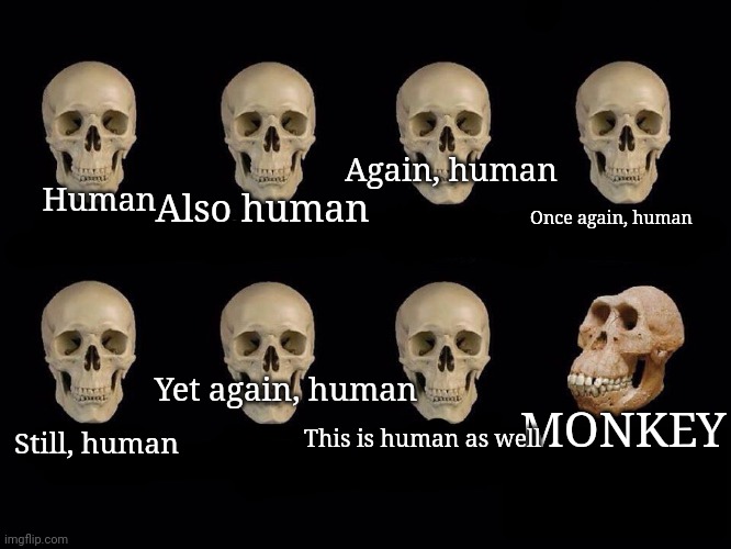 empty skulls of truth | Again, human; Also human; Human; Once again, human; Yet again, human; MONKEY; This is human as well; Still, human | image tagged in empty skulls of truth,can't argue with that / technically not wrong | made w/ Imgflip meme maker
