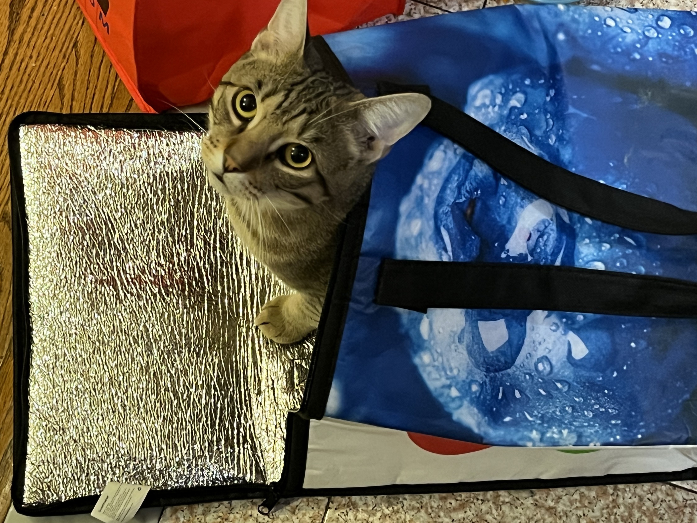Cat in a shopping bag Blank Meme Template