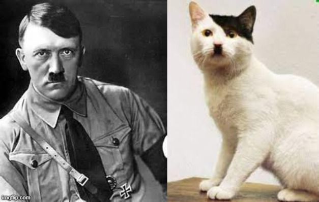 cat that looks like hitler | image tagged in adolf hitler | made w/ Imgflip meme maker