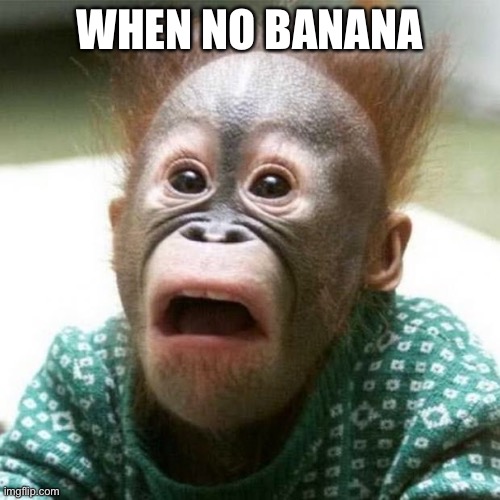 Shocked Monkey | WHEN NO BANANA | image tagged in shocked monkey,monkey,banana | made w/ Imgflip meme maker