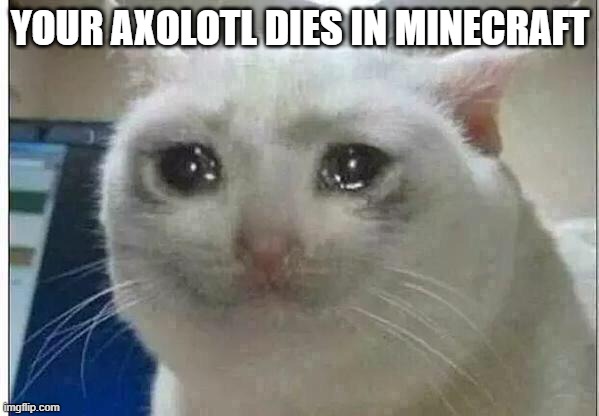 crying cat | YOUR AXOLOTL DIES IN MINECRAFT | image tagged in crying cat | made w/ Imgflip meme maker