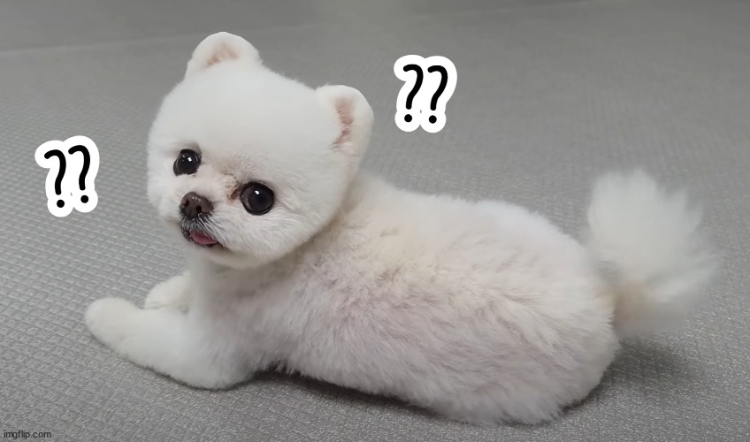 Confused dog meme | image tagged in confused dog meme | made w/ Imgflip meme maker