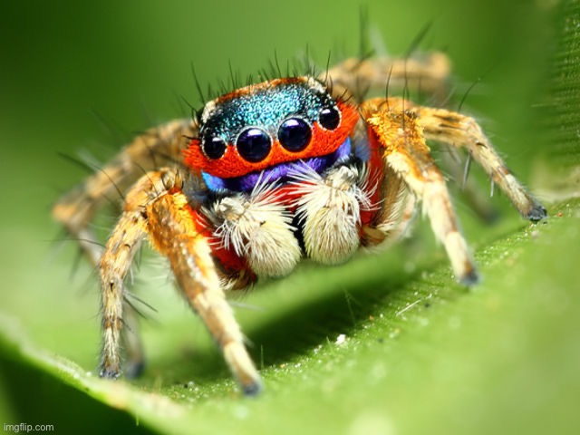 Jumping Spider | image tagged in jumping spider | made w/ Imgflip meme maker