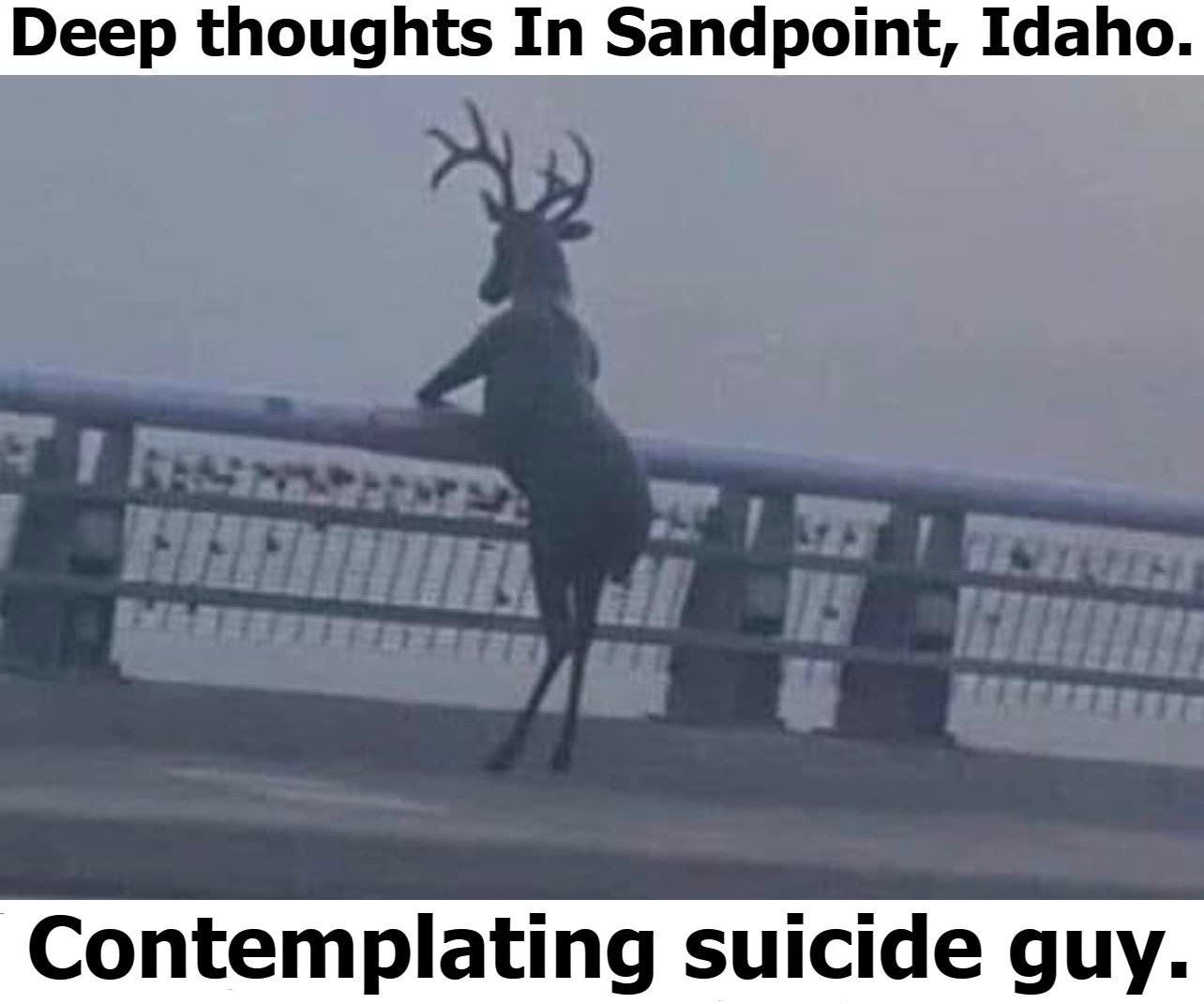 Deep thoughts In Sandpoint, Idaho. | image tagged in funny,contemplating suicide guy,george bailey,it's a wonderful life,suicidal deer,idaho | made w/ Imgflip meme maker