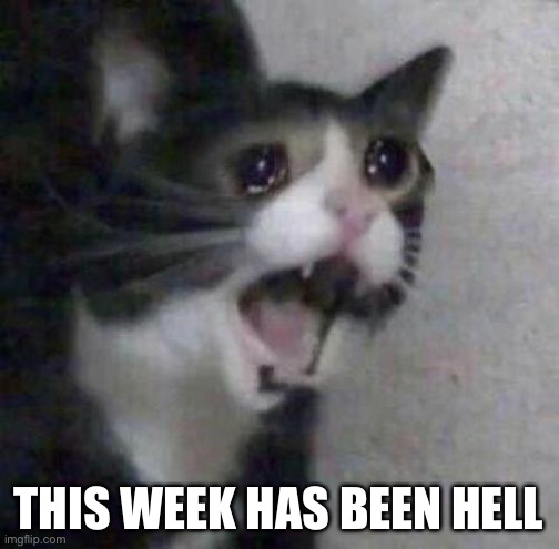 Cat screaming | THIS WEEK HAS BEEN HELL | image tagged in cat screaming | made w/ Imgflip meme maker
