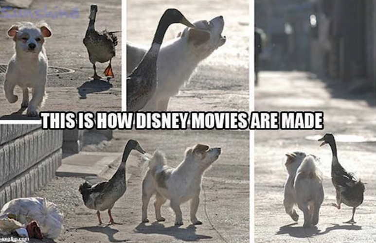 image tagged in dogs | made w/ Imgflip meme maker