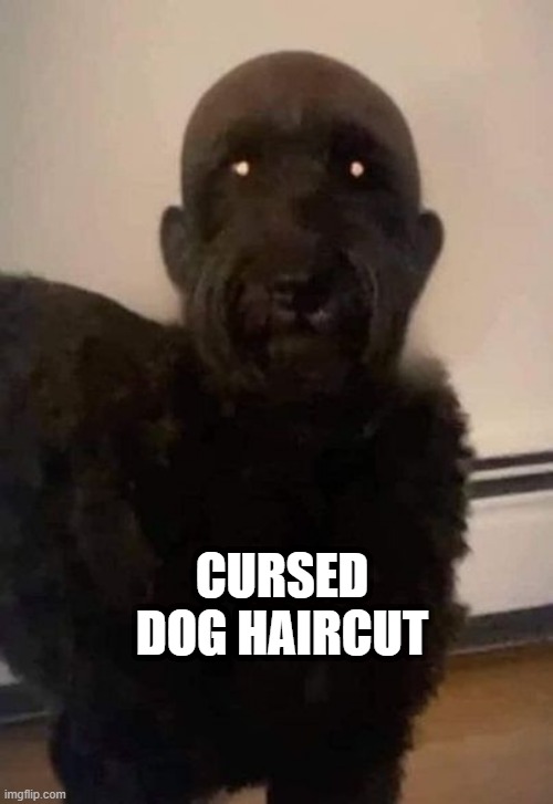 Maybe Bad Photoshop? | CURSED DOG HAIRCUT | image tagged in unsee juice | made w/ Imgflip meme maker