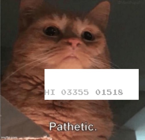 Pathetic Cat | image tagged in pathetic cat | made w/ Imgflip meme maker