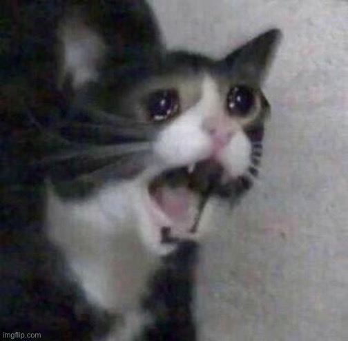 Cat screaming | image tagged in cat screaming | made w/ Imgflip meme maker