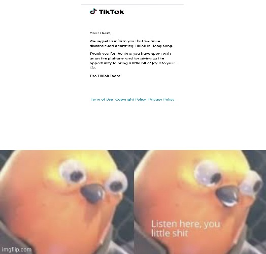 TikTok HK | image tagged in listen here you little shit bird | made w/ Imgflip meme maker