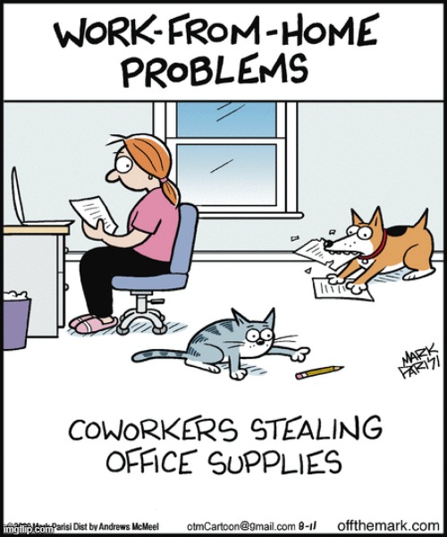 image tagged in memes,comics,work from home,cats,dogs,stealing | made w/ Imgflip meme maker