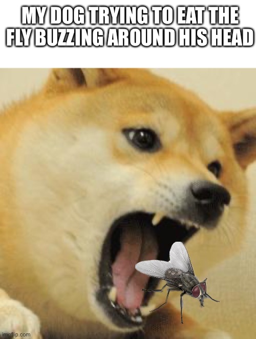 Sorry to anyone with Pteronarcophobia | MY DOG TRYING TO EAT THE FLY BUZZING AROUND HIS HEAD | image tagged in angry doge,annoying flies | made w/ Imgflip meme maker