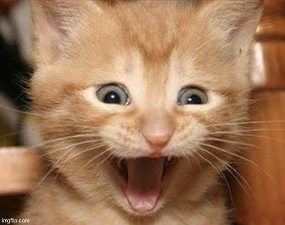 Excited Cat | image tagged in memes,excited cat | made w/ Imgflip meme maker