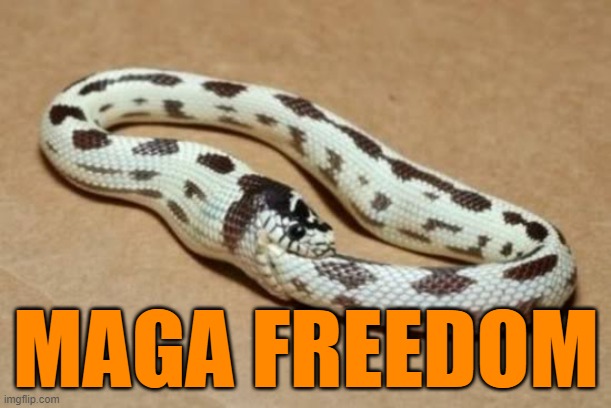 Snake Eating Itself | MAGA FREEDOM | image tagged in snake eating itself | made w/ Imgflip meme maker