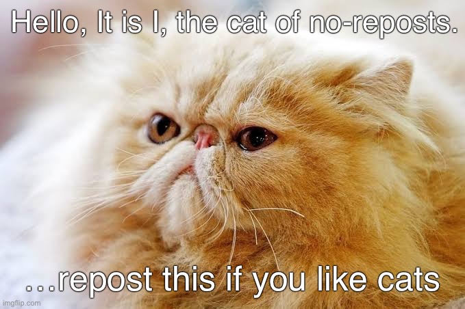 ca t | Hello, It is I, the cat of no-reposts. …repost this if you like cats | image tagged in e g x all the y | made w/ Imgflip meme maker