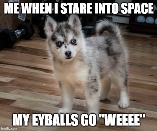 Doggie | ME WHEN I STARE INTO SPACE; MY EYBALLS GO "WEEEE" | image tagged in google | made w/ Imgflip meme maker