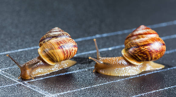 High Quality snail race Blank Meme Template