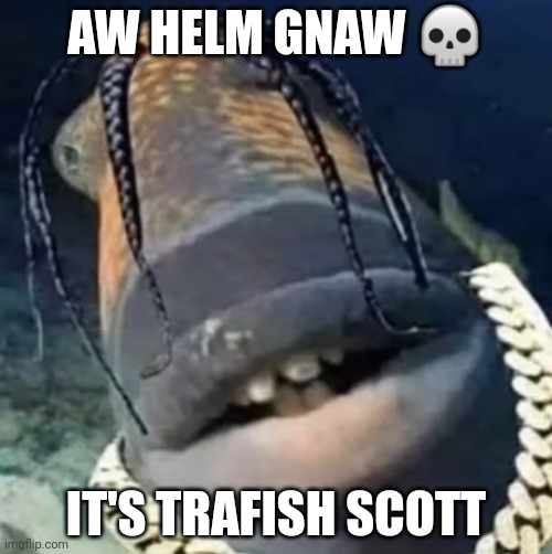 Trafish Scott | AW HELM GNAW 💀; IT'S TRAFISH SCOTT | image tagged in trafish scott | made w/ Imgflip meme maker