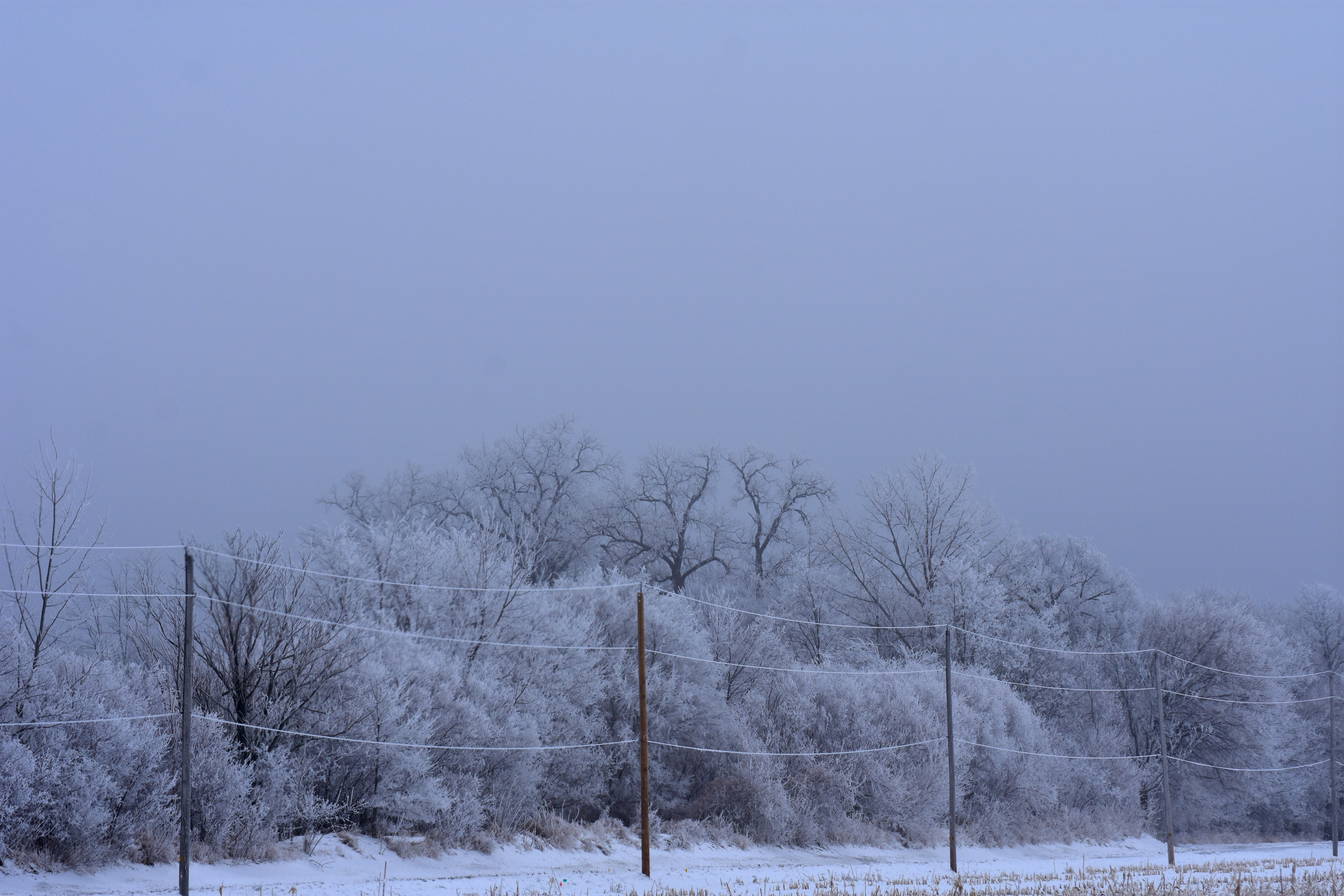 last winter at the end of my street. | image tagged in frost,trees | made w/ Imgflip meme maker