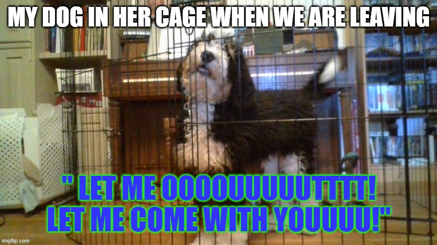 Title | MY DOG IN HER CAGE WHEN WE ARE LEAVING; " LET ME OOOOUUUUUTTTT! LET ME COME WITH YOUUUU!" | image tagged in dogs | made w/ Imgflip meme maker