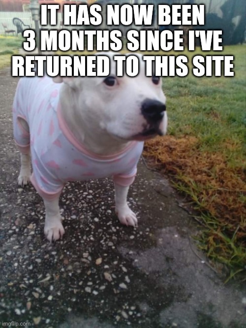 High quality Huh Dog | IT HAS NOW BEEN 3 MONTHS SINCE I'VE RETURNED TO THIS SITE | image tagged in high quality huh dog | made w/ Imgflip meme maker