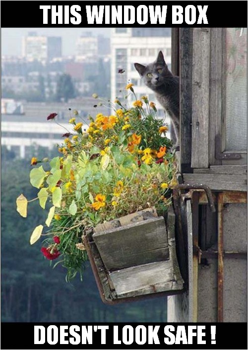 A Safety Conscious Cat ! | THIS WINDOW BOX; DOESN'T LOOK SAFE ! | image tagged in cats,window box,unsafe | made w/ Imgflip meme maker